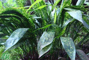 粽葉有什么用處？粽葉的功效與作用