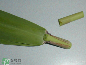 粽葉是蘆葦葉嗎？粽葉和蘆葦葉的區(qū)別