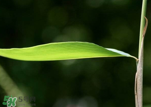 箬葉和粽葉有什么區(qū)別？箬葉是粽葉嗎？