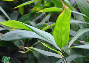 箬葉和粽葉有什么區(qū)別？箬葉是粽葉嗎？