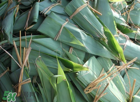 箬葉可以包粽子嗎？箬葉怎么包粽子？