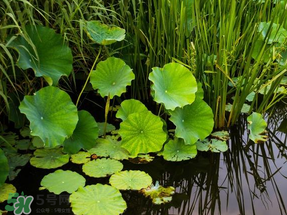 蘆葦葉可以包粽子嗎？蘆葦葉的功效與作用