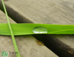 蘆葦葉怎么保存？蘆葦葉可以放冰箱嗎？