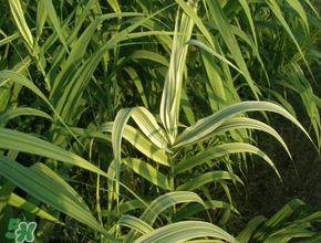 蘆葦葉怎么保存？蘆葦葉可以放冰箱嗎？