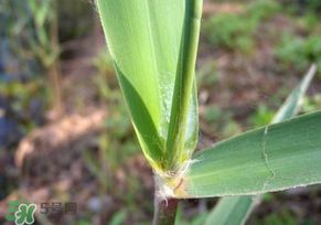 蘆葦葉怎么保存？蘆葦葉可以放冰箱嗎？