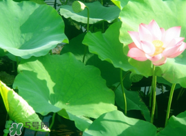 荷葉可以包粽子嗎？荷葉怎么包粽子？