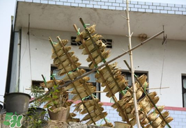 粽葉怎么曬干？粽葉怎么曬干不卷？