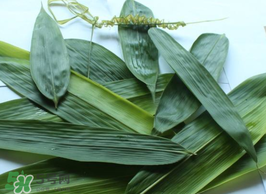 粽葉怎么曬干？粽葉怎么曬干不卷？