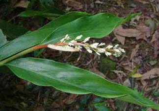 粽葉有什么用處？粽葉的功效與作用