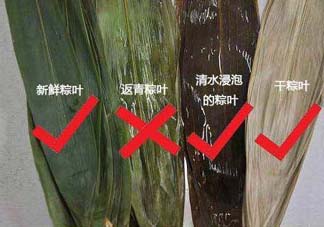 粽葉怎么曬干？粽葉怎么曬干不卷？
