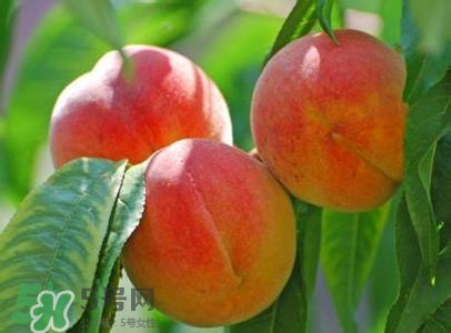 孕婦能吃桃子嗎？孕婦吃桃子對胎兒好嗎？