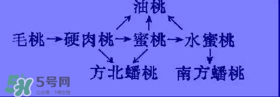 沒(méi)有毛的桃子叫什么？桃子毛為什么會(huì)癢？