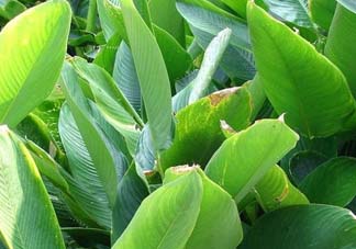 箬葉和粽葉有什么區(qū)別？箬葉是粽葉嗎？