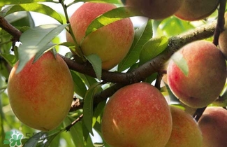 水蜜桃的產(chǎn)地在哪里？水蜜桃熱量高嗎？