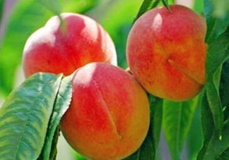 孕婦能吃桃子嗎？孕婦吃桃子對胎兒好嗎？