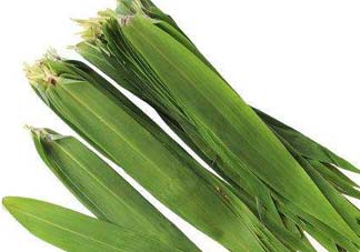 蘆葦葉可以包粽子嗎？蘆葦葉的功效與作用