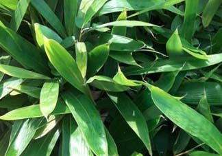 粽葉是什么植物的葉子？粽子葉是什么葉子？