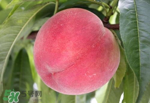 桃子的種類有哪些？哪種桃子最好吃？