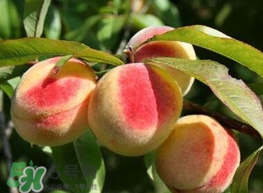 桃子的毛可以吃嗎？桃子的毛怎么洗？