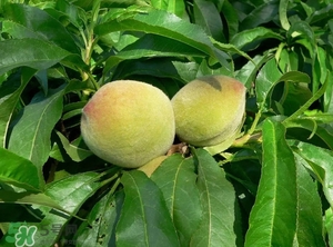 沒(méi)有毛的桃子叫什么？桃子毛為什么會(huì)癢？