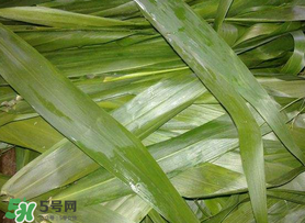 蘆葦葉包粽子之前要煮嗎？蘆葦葉煮多久？