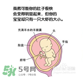 懷孕四個月需要做什么檢查？懷孕四個月胎兒圖