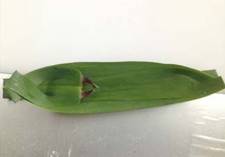 蘆葦葉怎么保存？蘆葦葉可以放冰箱嗎？