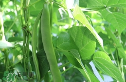 扁豆怎么保存?扁豆的保存方法 扁豆怎么保存?扁豆的保存方法