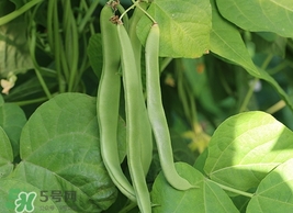 扁豆怎么保存?扁豆的保存方法 扁豆怎么保存?扁豆的保存方法