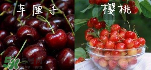 櫻桃和車?yán)遄佑惺裁磪^(qū)別？櫻桃和車?yán)遄幽膫€(gè)貴？
