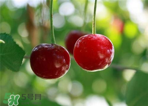哺乳期能吃櫻桃嗎？哺乳期吃櫻桃寶寶會(huì)上火嗎？