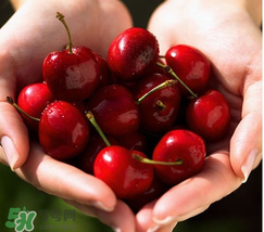 櫻桃是熱性還是涼性？櫻桃能多吃嗎？