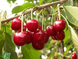 櫻桃是熱性還是涼性？櫻桃能多吃嗎？