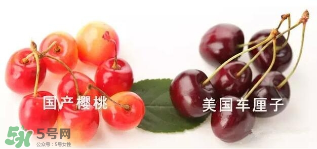 櫻桃和車?yán)遄佑惺裁磪^(qū)別？櫻桃和車?yán)遄幽膫€(gè)貴？