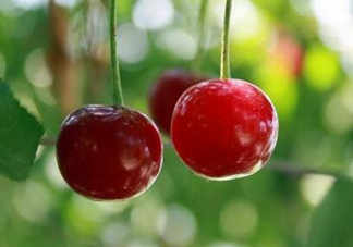 哺乳期能吃櫻桃嗎？哺乳期吃櫻桃寶寶會(huì)上火嗎？