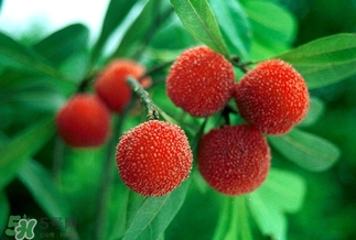 孕婦吃楊梅有什么好處？孕婦夢(mèng)見(jiàn)吃楊梅是什么意思？