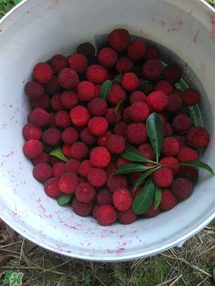 楊梅罐頭孕婦可以吃嗎？楊梅罐頭可以放多久？