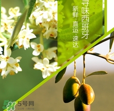 橄欖油可以去黑頭嗎？橄欖油怎么去黑頭？