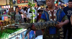 鱷魚肉價(jià)格多少錢一斤？吃鱷魚犯法嗎？