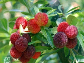 孕婦吃楊梅有什么好處？孕婦夢(mèng)見(jiàn)吃楊梅是什么意思？