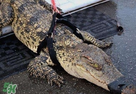 鱷魚的眼淚是什么意思？鱷魚為什么會留眼淚