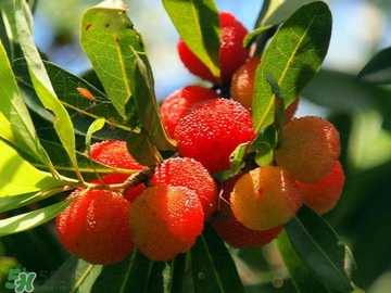 楊梅汁怎么洗干凈？衣服上的楊梅汁怎么洗？