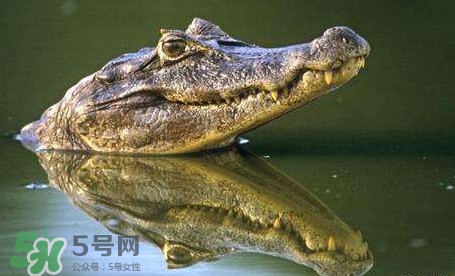 鱷魚是魚嗎？鱷魚是浮在水面上嗎？