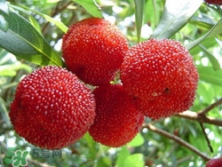 楊梅吃多了會上火嗎？楊梅吃多了會胖嗎？