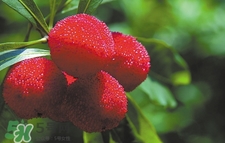 楊梅怎么吃好吃？楊梅怎么吃不酸？