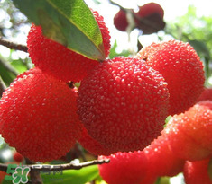 楊梅怎么吃好吃？楊梅怎么吃不酸？