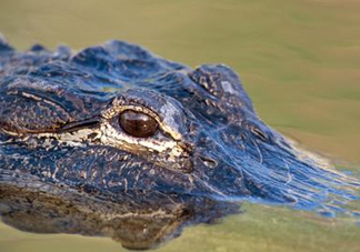 鱷魚的眼淚是什么意思？鱷魚為什么會留眼淚