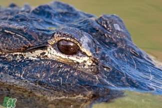 鱷魚的眼淚是什么意思？鱷魚為什么會留眼淚