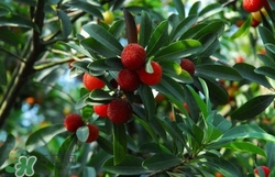 楊梅怎么吃好吃？楊梅怎么吃不酸？