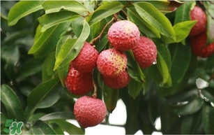 荔枝孕婦可以吃嗎？孕婦吃荔枝會流產(chǎn)嗎？